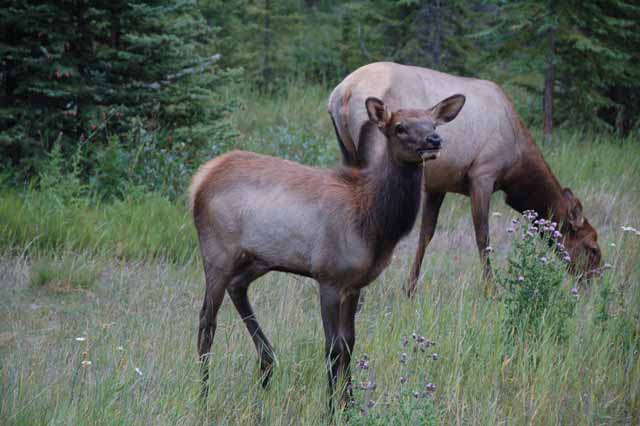 mule deer